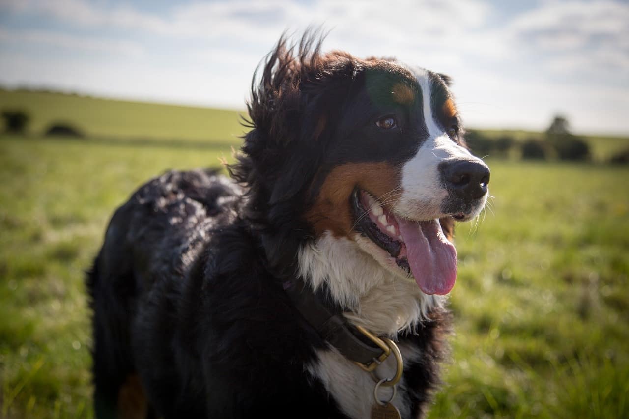 big fluffy dog