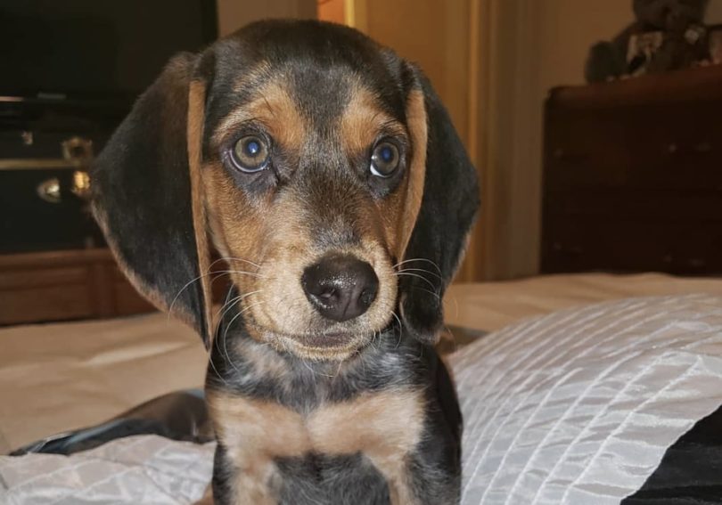 8 Beautiful Beagle Colors: Coat Markings & Pictures