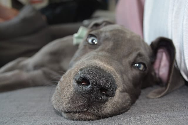 do great dane puppies eyes stay blue