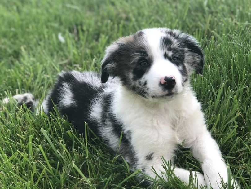 Australian shepherd blue merle for sale near me Clearance