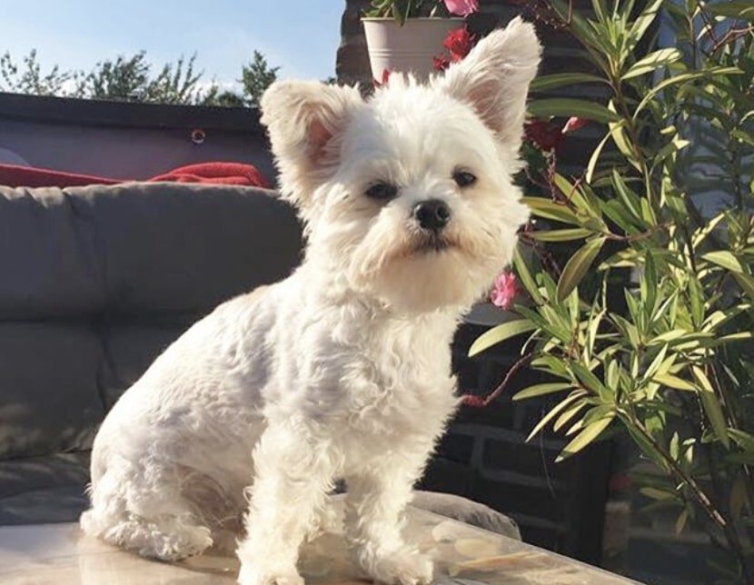 bichon and chihuahua mix