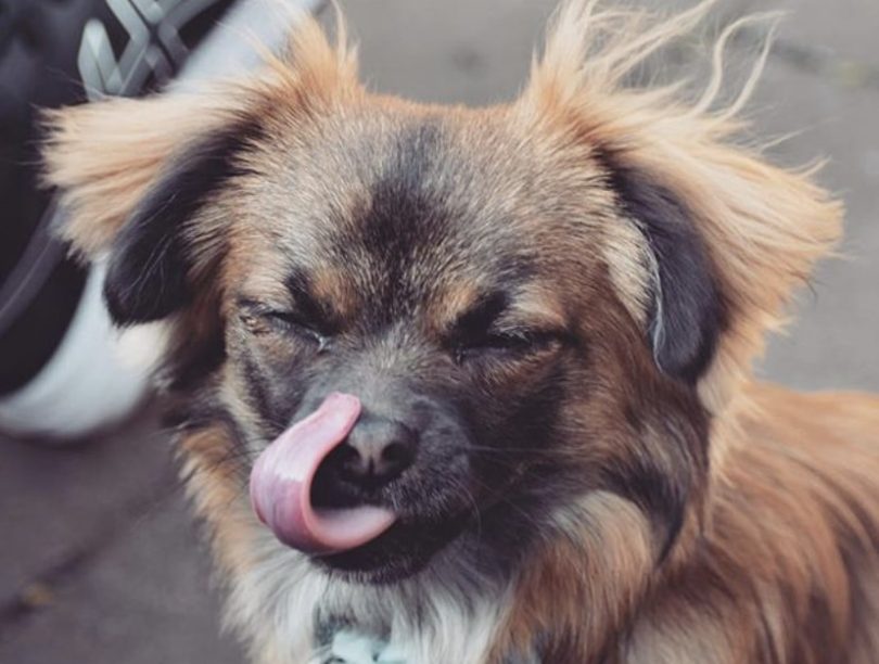 34 Classic Chihuahua Mixes The Best Chi Hybrids