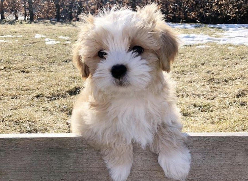30 Special Shih Tzu Mixes The Ultimate Shih Tzu Mix Guide