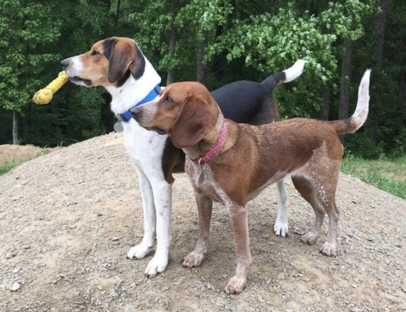 8 Beautiful Beagle Colors Coat Markings & Pictures