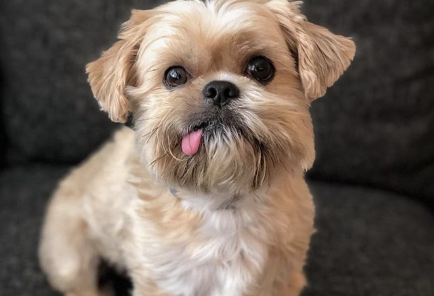 30 Special Shih Tzu Mixes The Ultimate Shih Tzu Mix Guide 30 Special Shih Tzu Mixes The Ultimate Shih Tzu Mix Guide