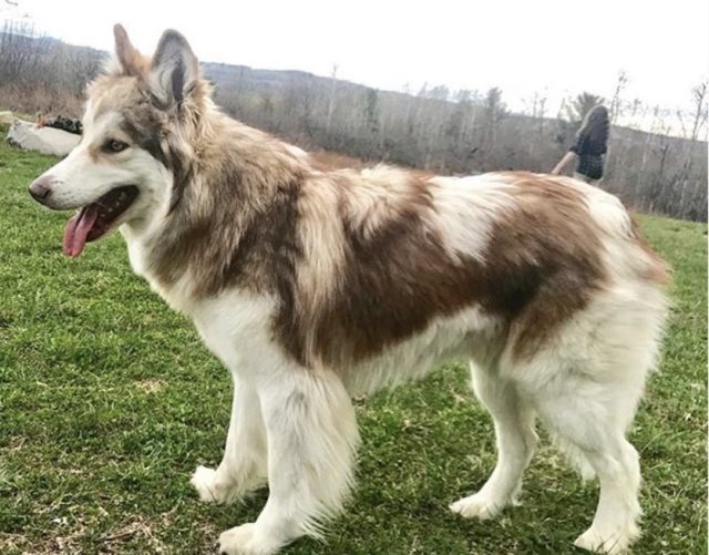 32 Most Handsome Husky Mixes Find Your Husky Hybrid