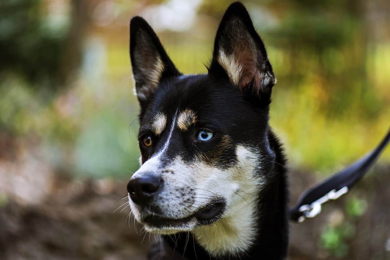 What Are Huskies Mixed With Beagle Husky Mix Beaski Breed What Are Huskies Mixed With Beagle Husky Mix Beaski Breed