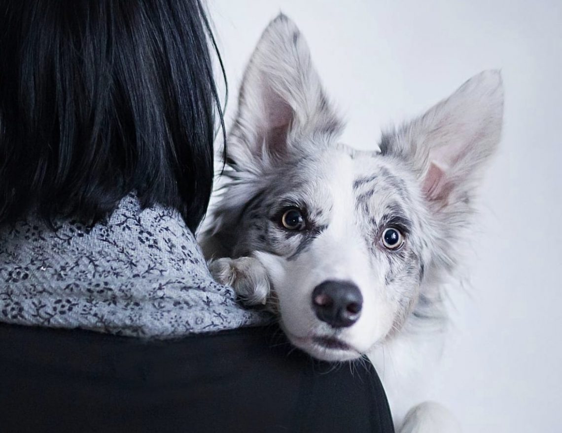 11 Best Border Collie Colors (Markings, Coats & Pictures)