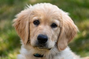 View of 12 Best Golden Retriever Grooming Styles for a Healthy Shiny Coat