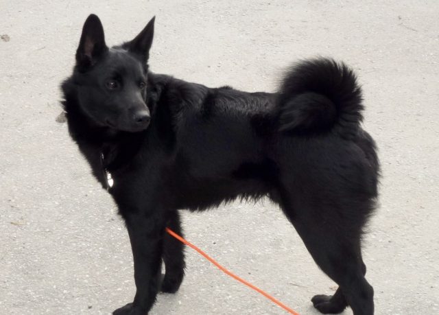 34 Black Dog Breeds - Small, Medium & Big Black Dogs