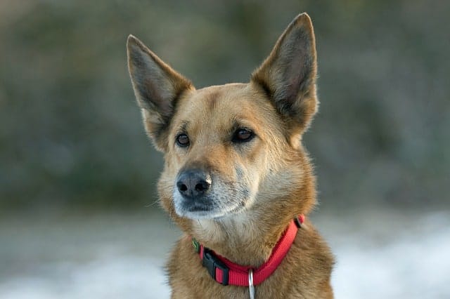 gsd mix dog