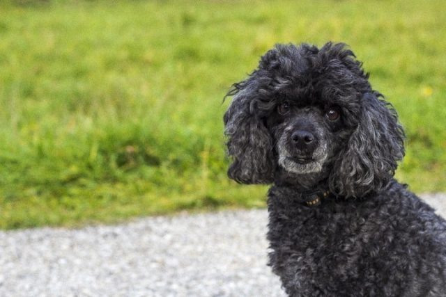 34 Best Black Dog Breeds: Small, Medium & Big Black Dogs