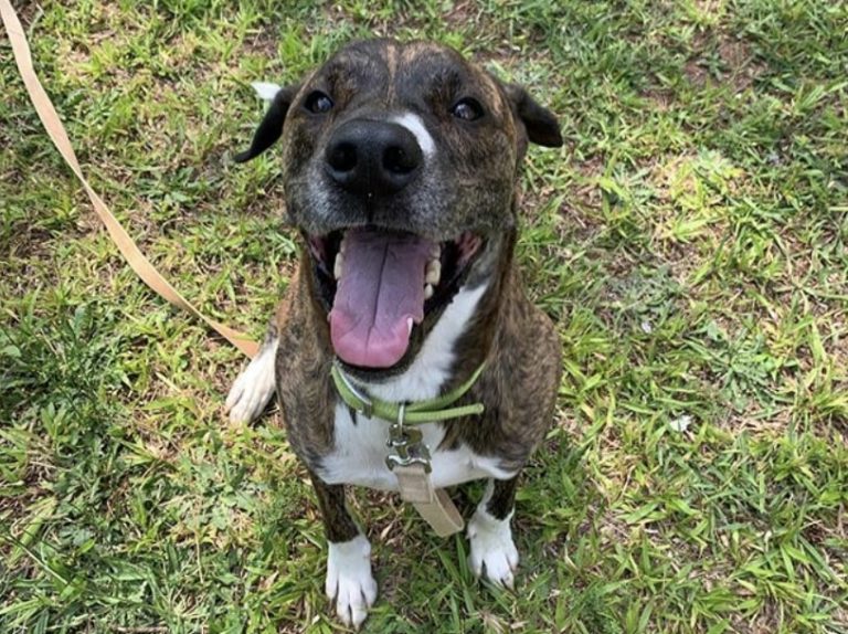 31 Unique Pit Bull Mixes The Best Pitbull Mix Guide