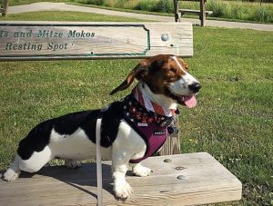 40 Dashing Dachshund Mixes - The Best Doxie Mix Guide