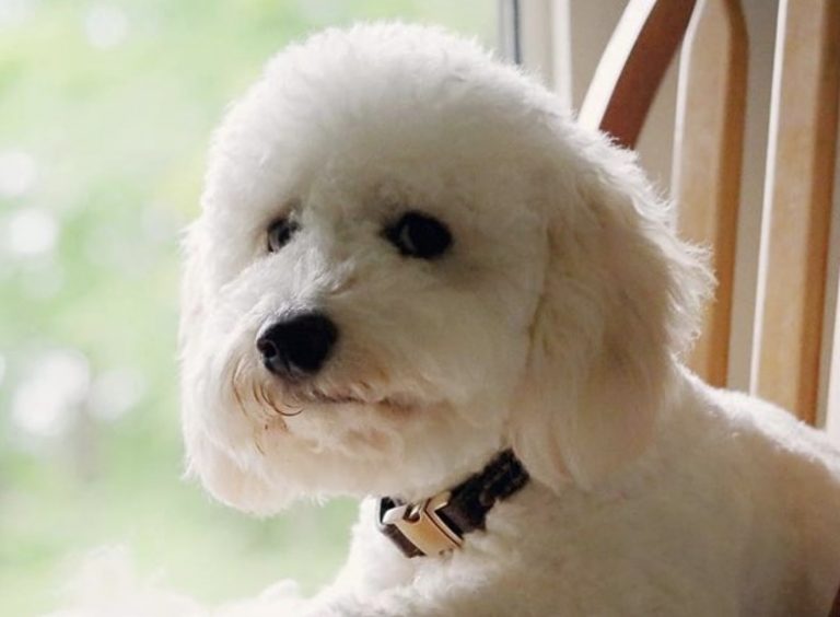 40 Dashing Dachshund Mixes The Best Dachshund Mix Guide The Smart