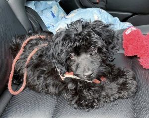 40 Dashing Dachshund Mixes - The Best Doxie Mix Guide