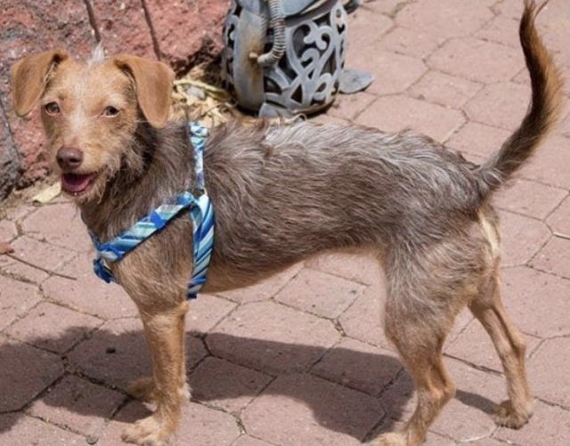 40 Dashing Dachshund Mixes The Best Doxie Mix Guide