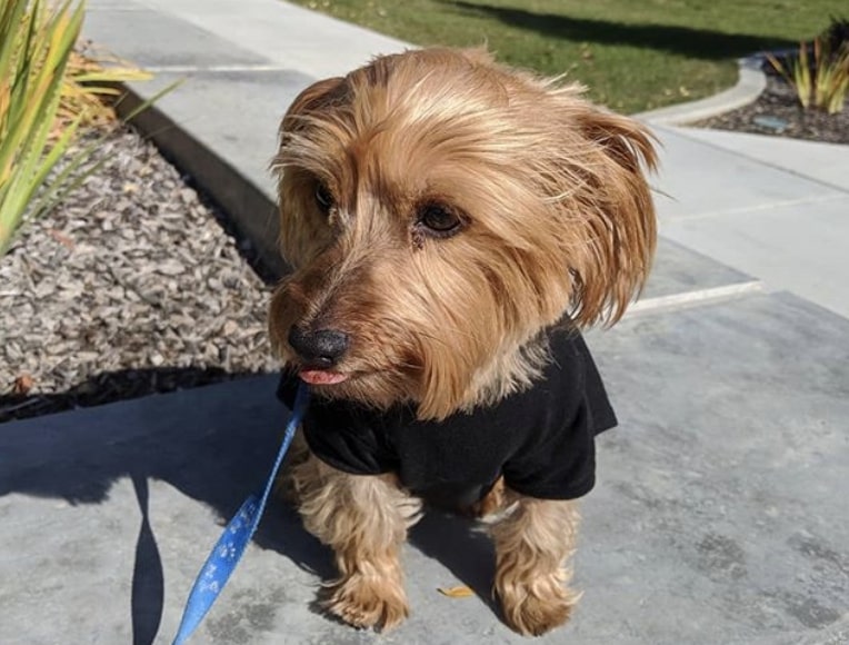 yorkie dachshund puppies