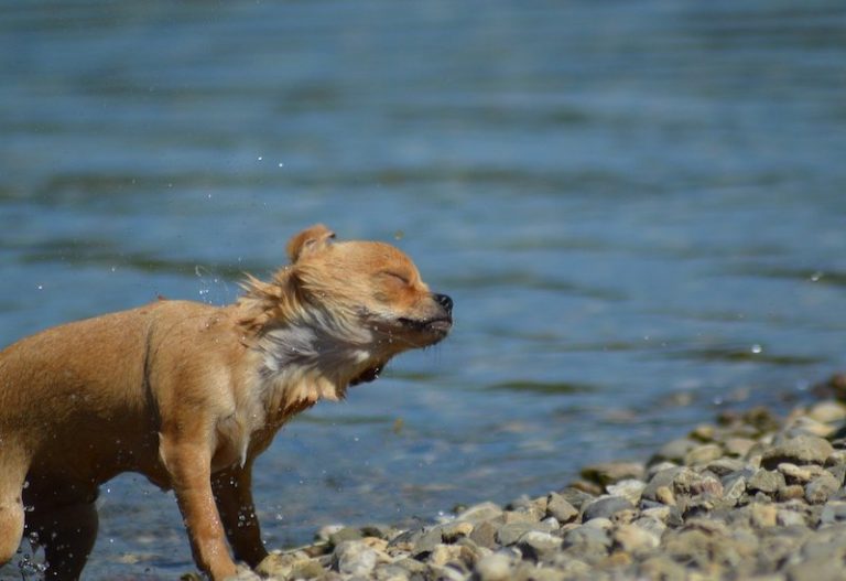 Can Chihuahuas Swim? Here's What You Need to Know