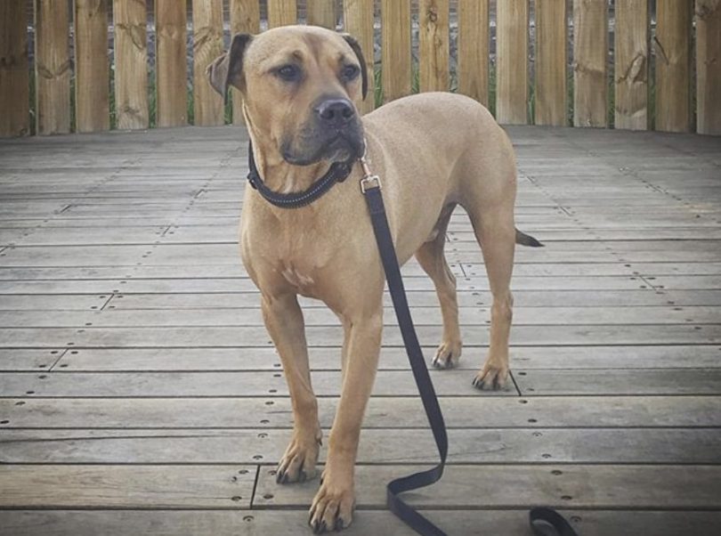 31 Radiant Rottweiler Mixes - The Ultimate Rottie Mix Guide