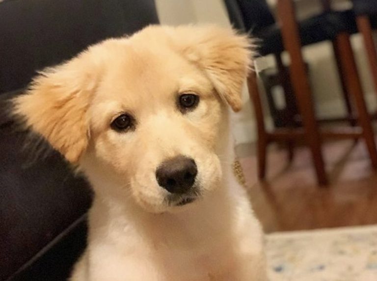 35 Greatest Golden Retriever Mixes You Need to See