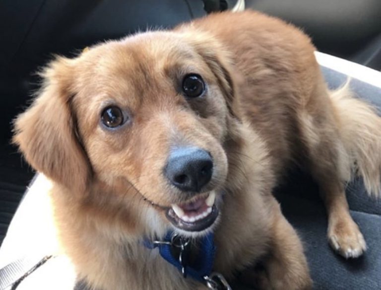 35 Greatest Golden Retriever Mixes You Need to See