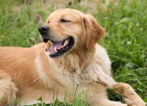 How Much Do Golden Retrievers Cost? - 6 Price Factors