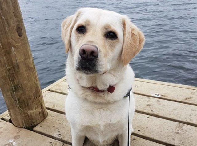 35 Greatest Golden Retriever Mixes You Need to See