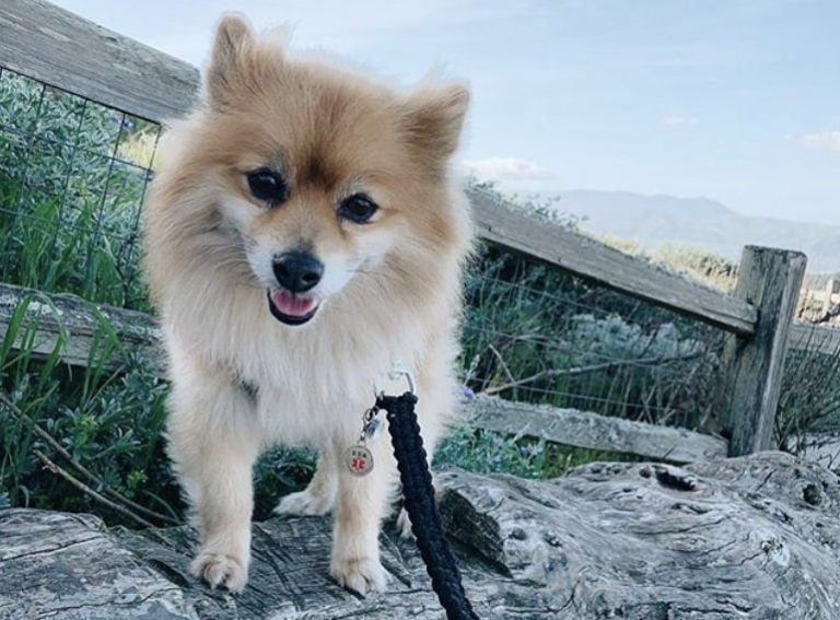 35 Perfect Pomeranian Mixes The Best Pom Mix Guide