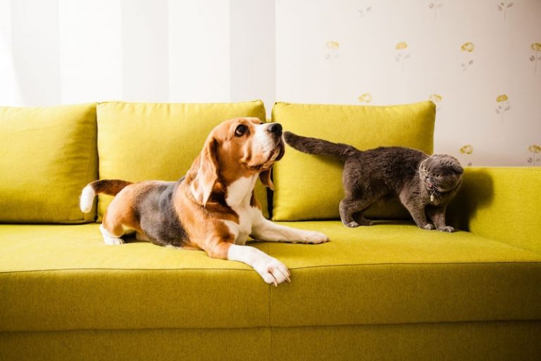 Are Beagles Good With Cats? Beagle Owner's Guide to Cats