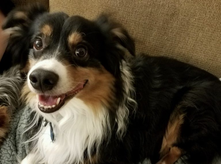 27 Amazing Australian Shepherd Mixes (Mixed Aussies)