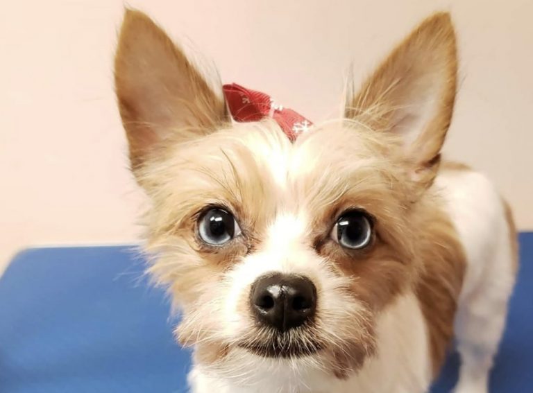 27 Cute Yorkshire Terrier Mixes The Best Yorkie Hybrids