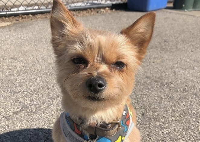 27 Adorable Yorkie Mixes The Best Yorkshire Terrier Hybrids 3042