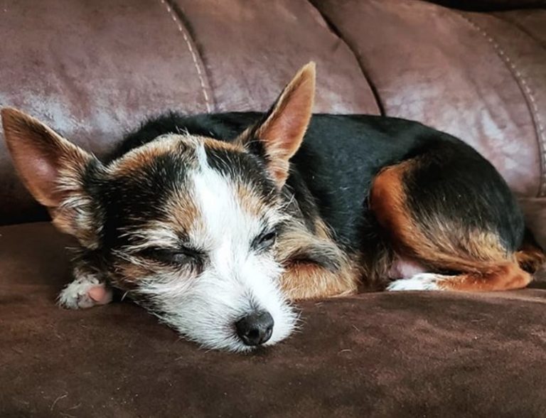 27 Cute Yorkshire Terrier Mixes The Best Yorkie Hybrids