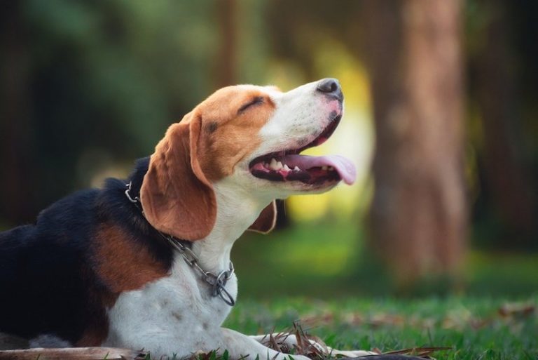 Are Beagles Aggressive? The Guide to Aggression in Beagles
