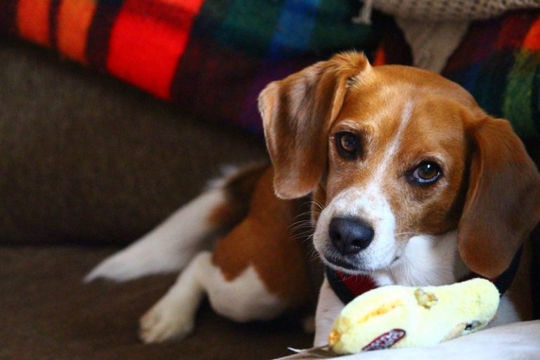 32 Most Bizarre Beagle Mixes A Guide to Mixed Beagles