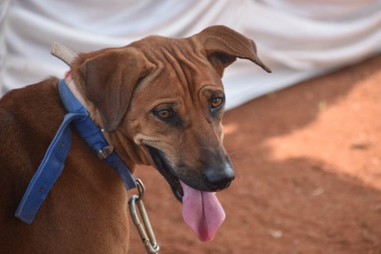 21 Native Indian Dog Breeds (All Dogs From India)