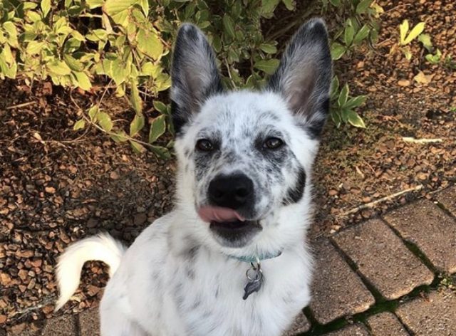 20 Beautiful Blue Heeler Mixes: The Best Cattle Dog Mixes