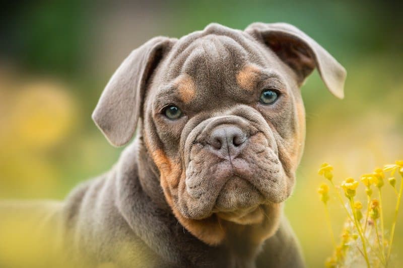 15 Types Of Bulldogs An Owner s Guide To Bully Breeds