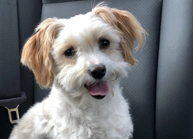 Maltiese Mix 29 Marvelous Maltese Mixes (Best Maltese Hybrids)