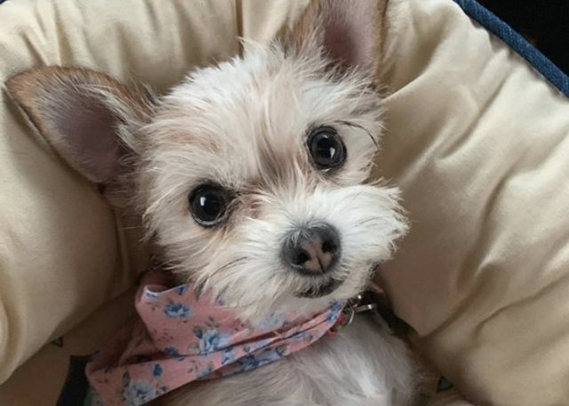 27 Marvelous Maltese Mixes The Ultimate Maltese Mix Guide