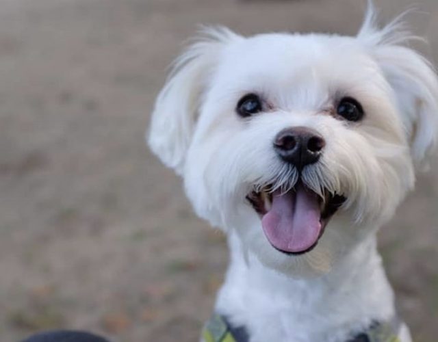 29 Marvelous Maltese Mixes (Best Maltese Hybrids)