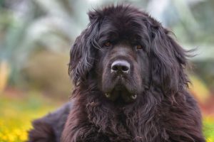 34 Black Dog Breeds - Small, Medium & Big Black Dogs