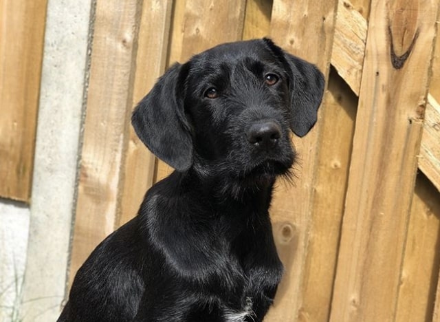 small labrador mix