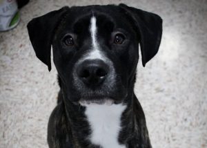 41 Loving Labrador Mixes: The Ultimate Lab Mix Guide