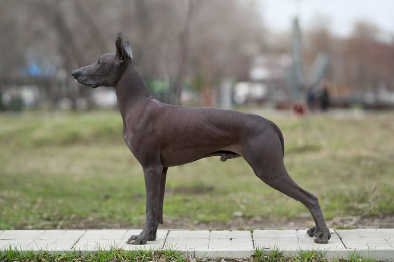 10 Rare Hairless Dog Breeds (ALL HAIRLESS DOGS)