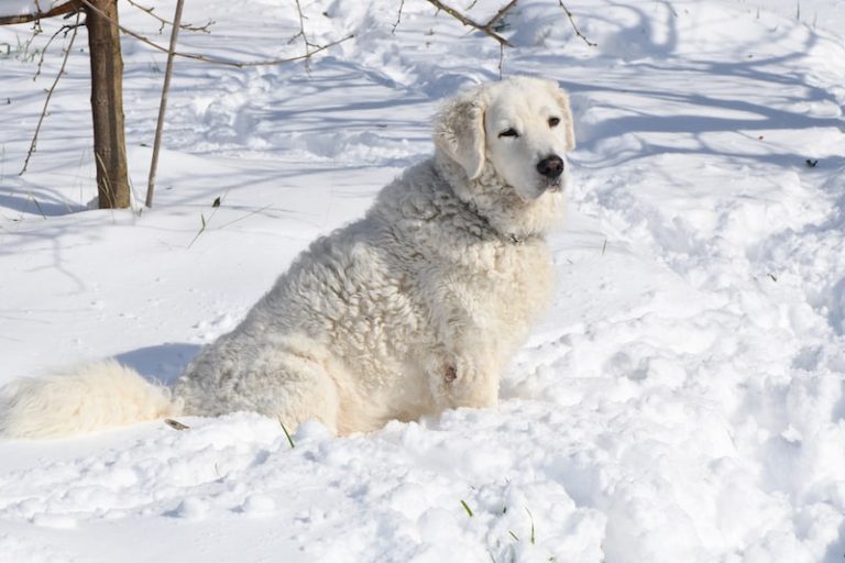 37 Best White Dog Breeds Fluffy, Small & Big White Dogs