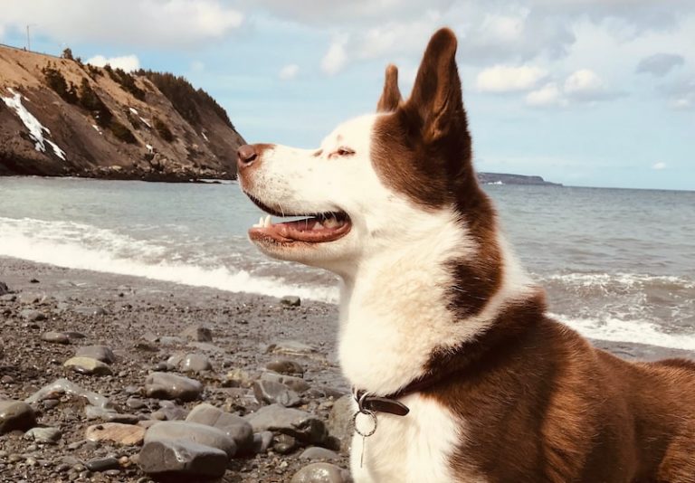 9 Native Canadian Dog Breeds (All Dogs of Canada)