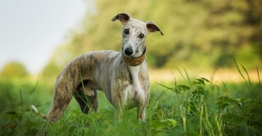 whippet intelligence ranking
