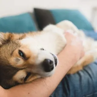 Pembroke Welsh Corgi cuddling with his owner.